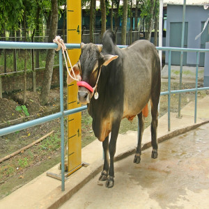 Male - Bull (ষাঁড়)